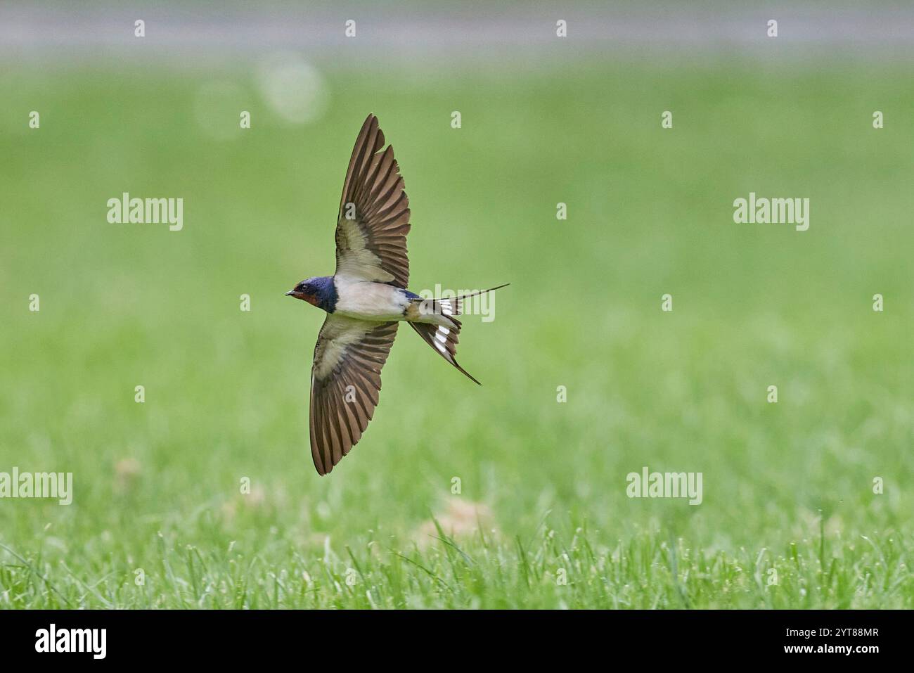 Schwalbe, Schwalbe, Hirundo rustica, im Flug Stockfoto