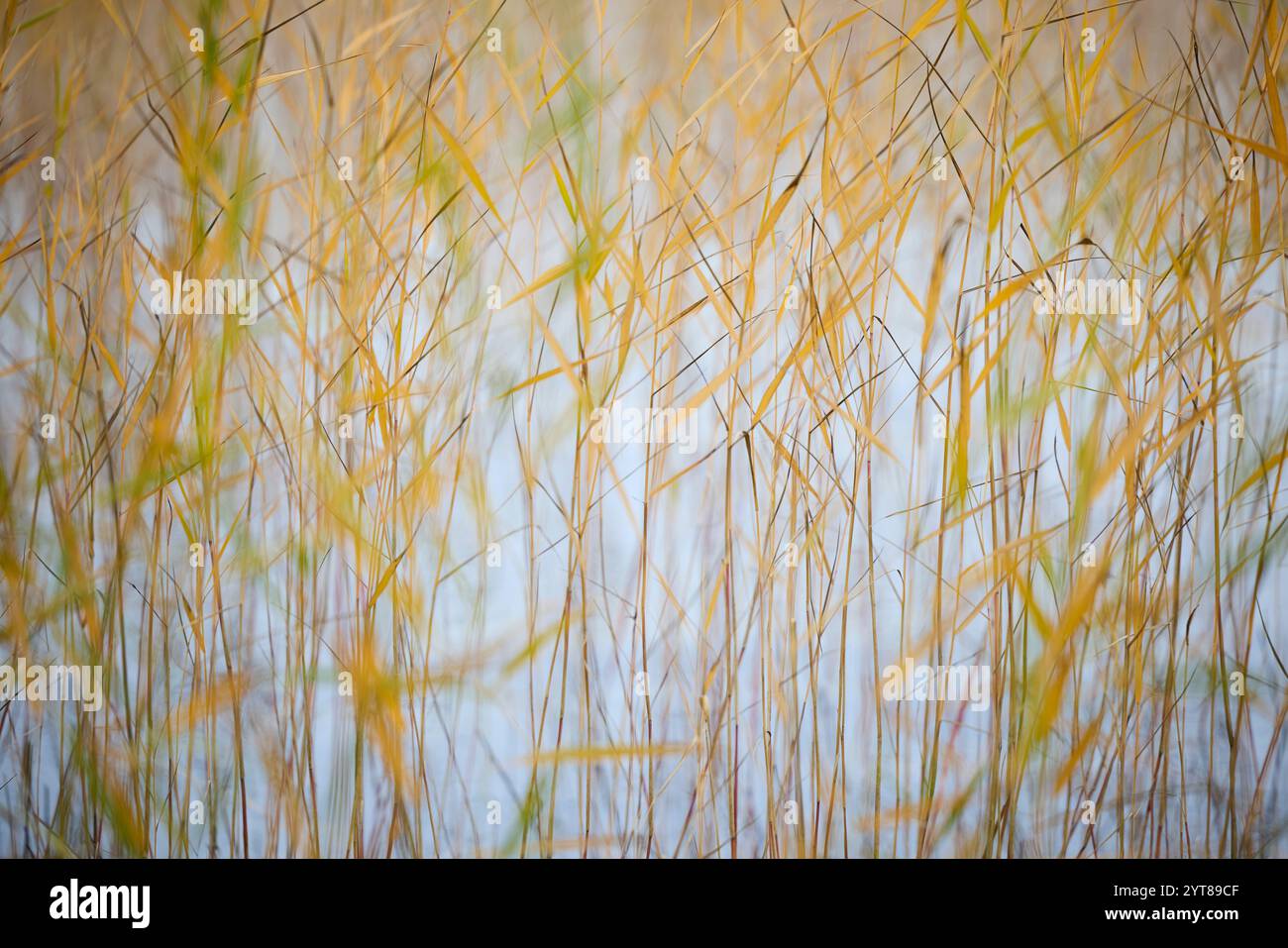 Schilf, Bank, Details Stockfoto