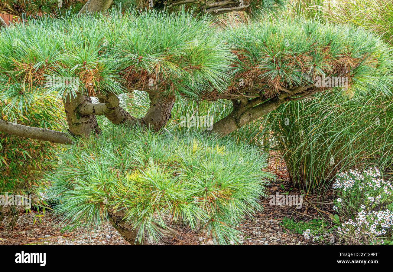 Japanische Schwarzkiefer (Pinus thunbergii) im Herbst, Bayern, Deutschland, Europa Stockfoto