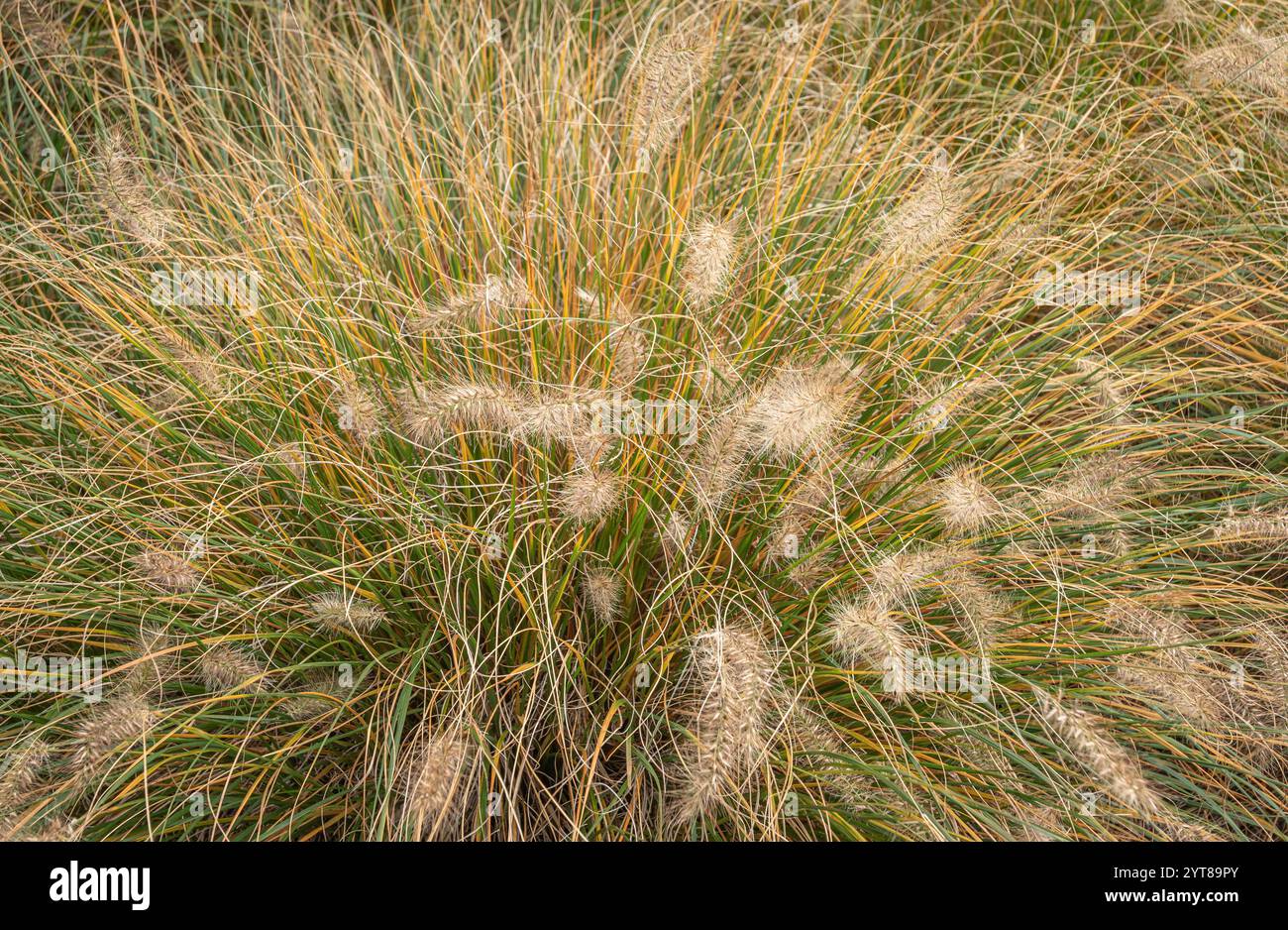 Afrikanisches Lammgras (Cenchrus setaceus) im Herbst, Bayern, Deutschland, Europa Stockfoto