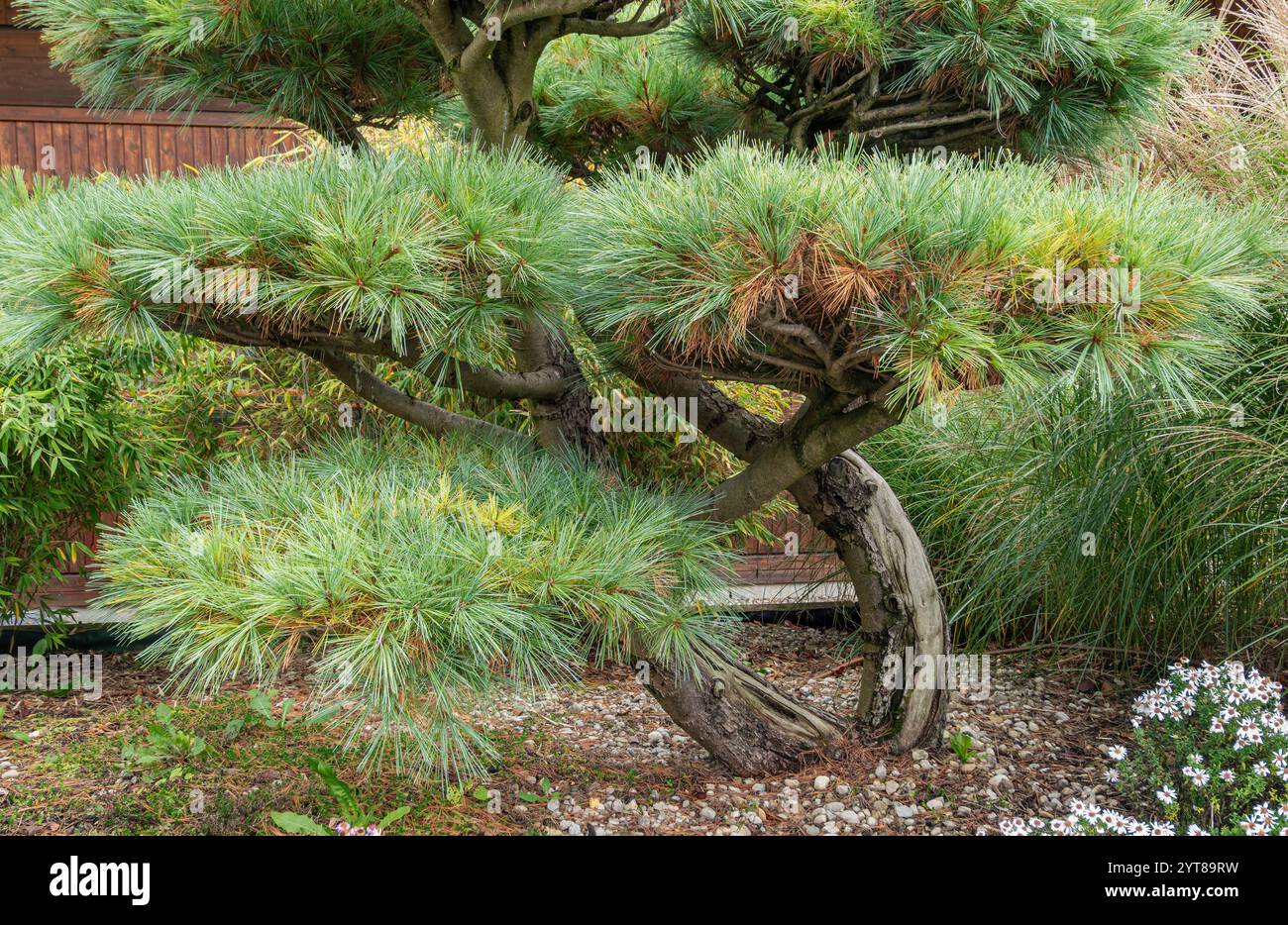Japanische Schwarzkiefer (Pinus thunbergii) im Herbst, Bayern, Deutschland, Europa Stockfoto