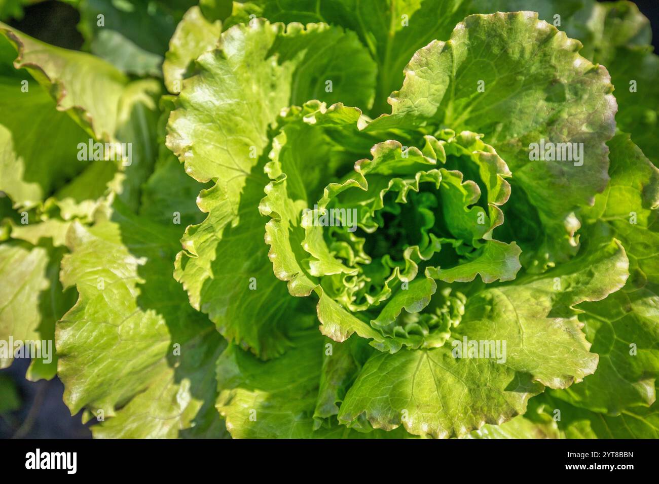 Grüne Salatpflanze in einem Garten Stockfoto