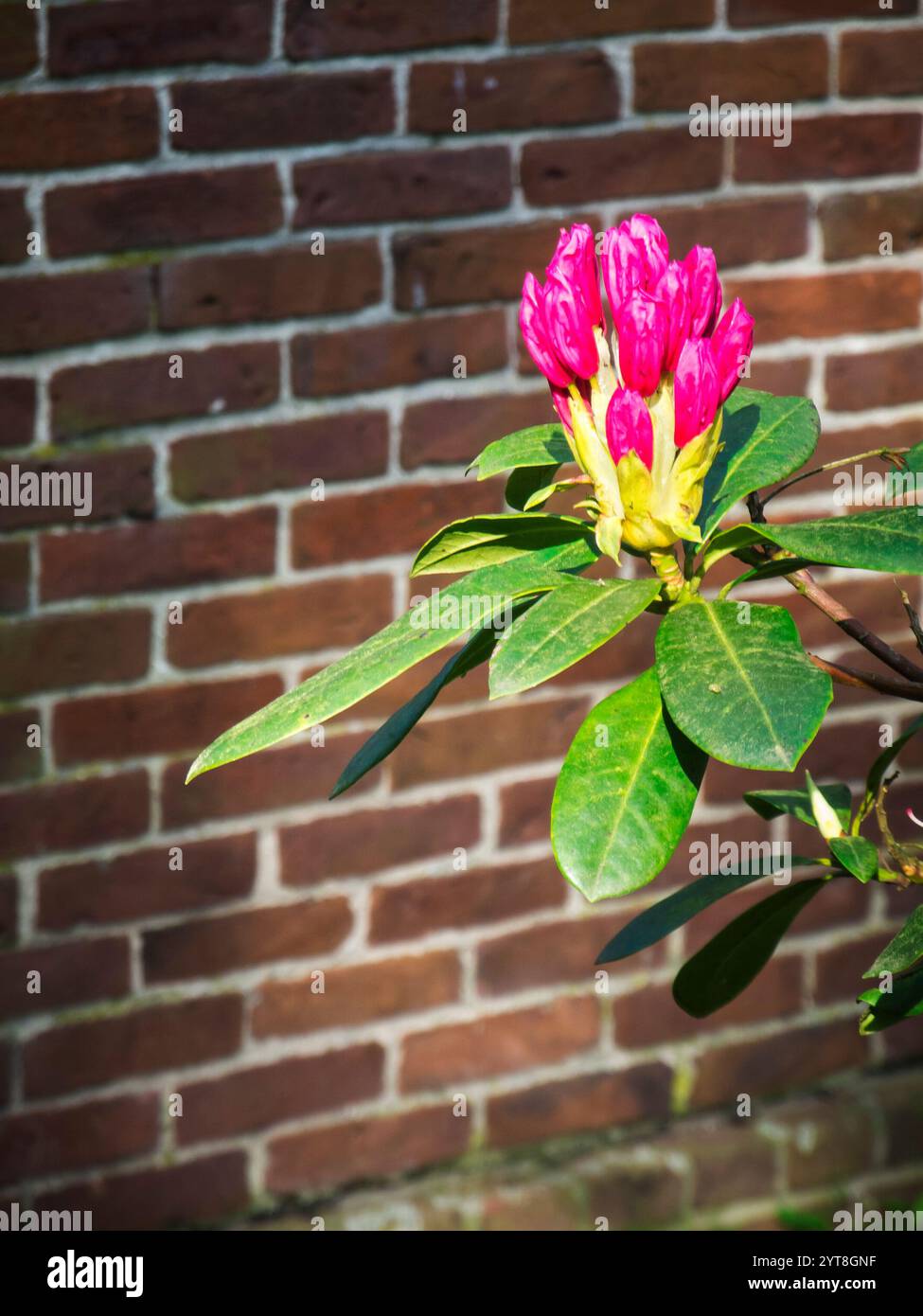 Einzelner Zweig eines Rhododendrons mit roter Blüte und grünen Blättern im Sonnenlicht vor einer verschwommenen Ziegelmauer. Stockfoto