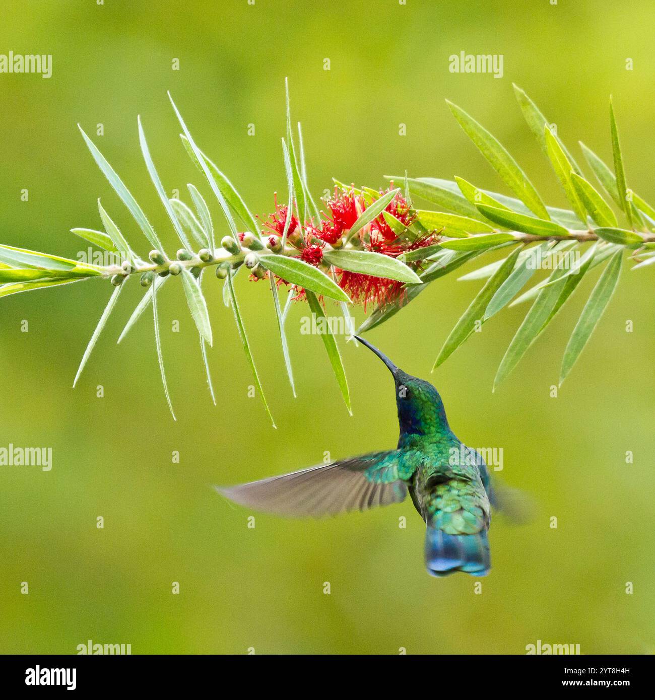 Grüner Kolibri mit violettem Ohrfleck auf einer Blume, Colibri thalassinus Stockfoto
