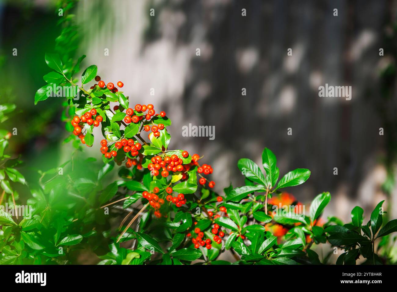 Teilbetrachtung eines Strauches mit roten Beeren des Cotoneaster (lat: Cotoneaster dammeri) bei Sonnenlicht vor dunklem Hintergrund. Stockfoto