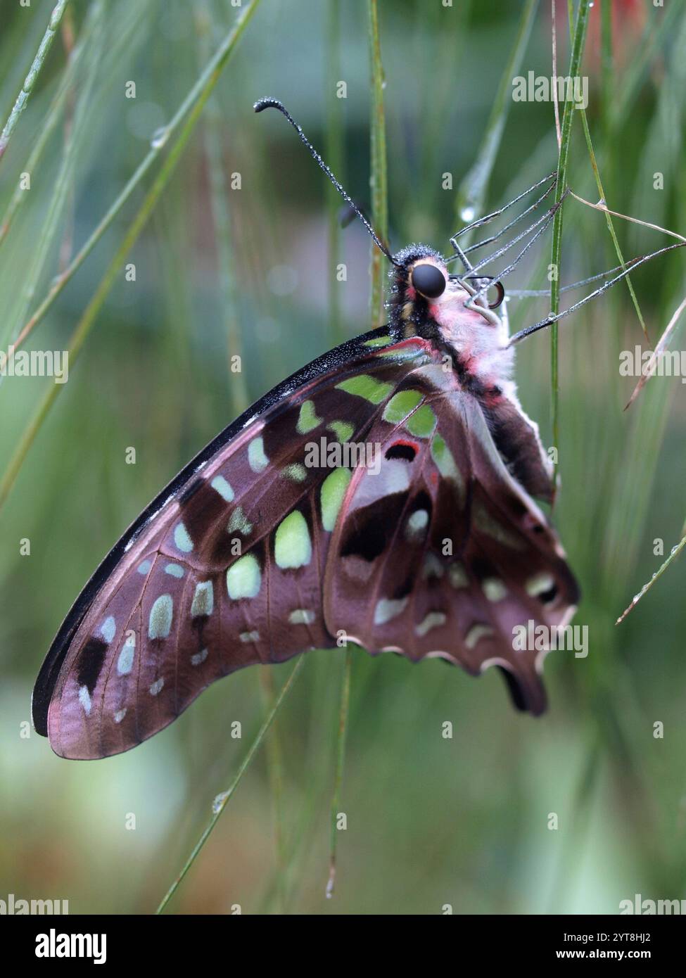 Schwanz-jay-Schmetterling (Graphium agamemnon) mit gefalteten Flügeln Stockfoto