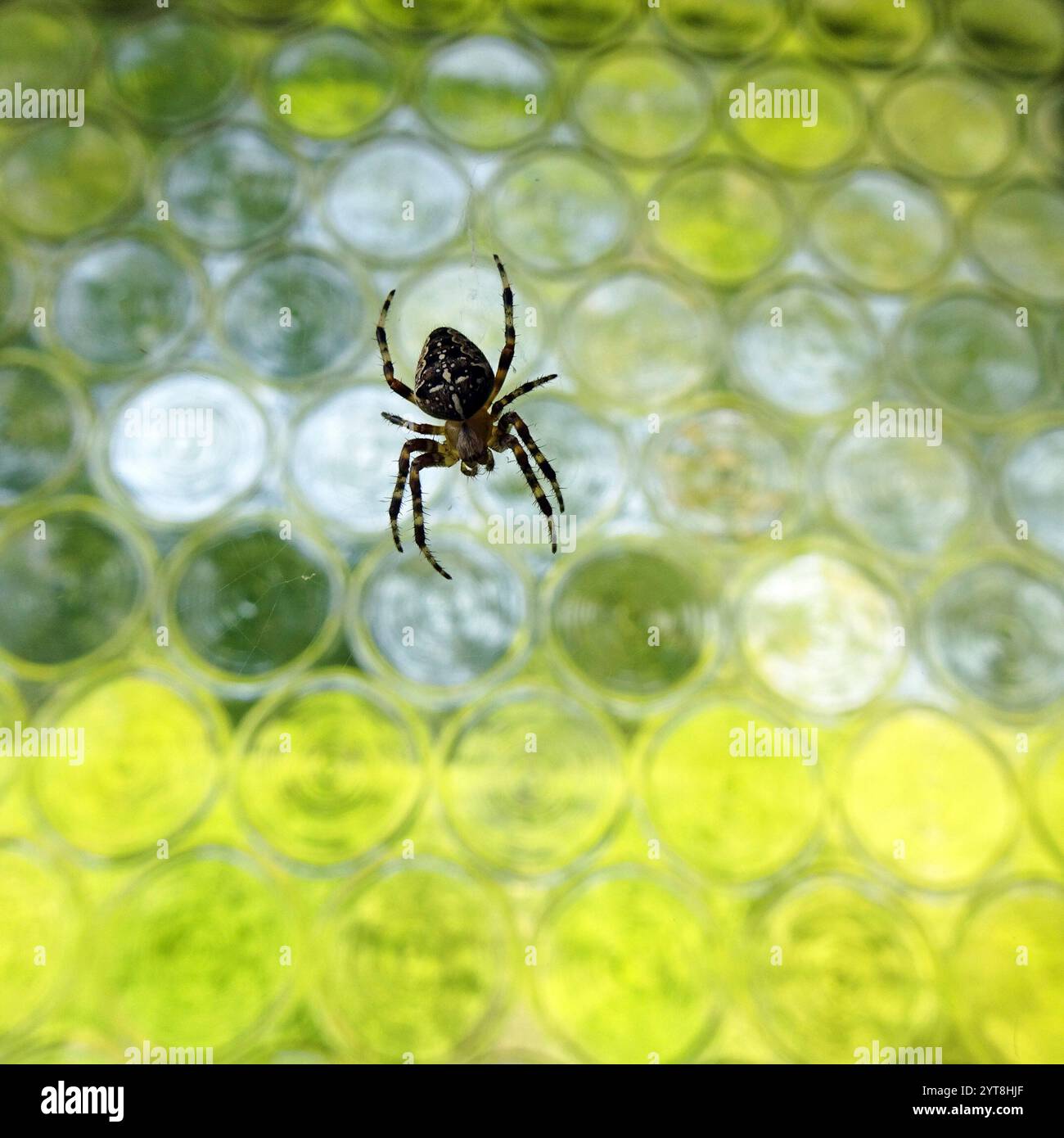 Kreuzspinne vor dem unteren Glasfenster der grünen Flasche Stockfoto