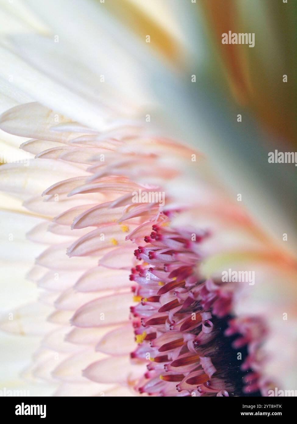 Makroaufnahme der weiß-roten Gerbera Stockfoto