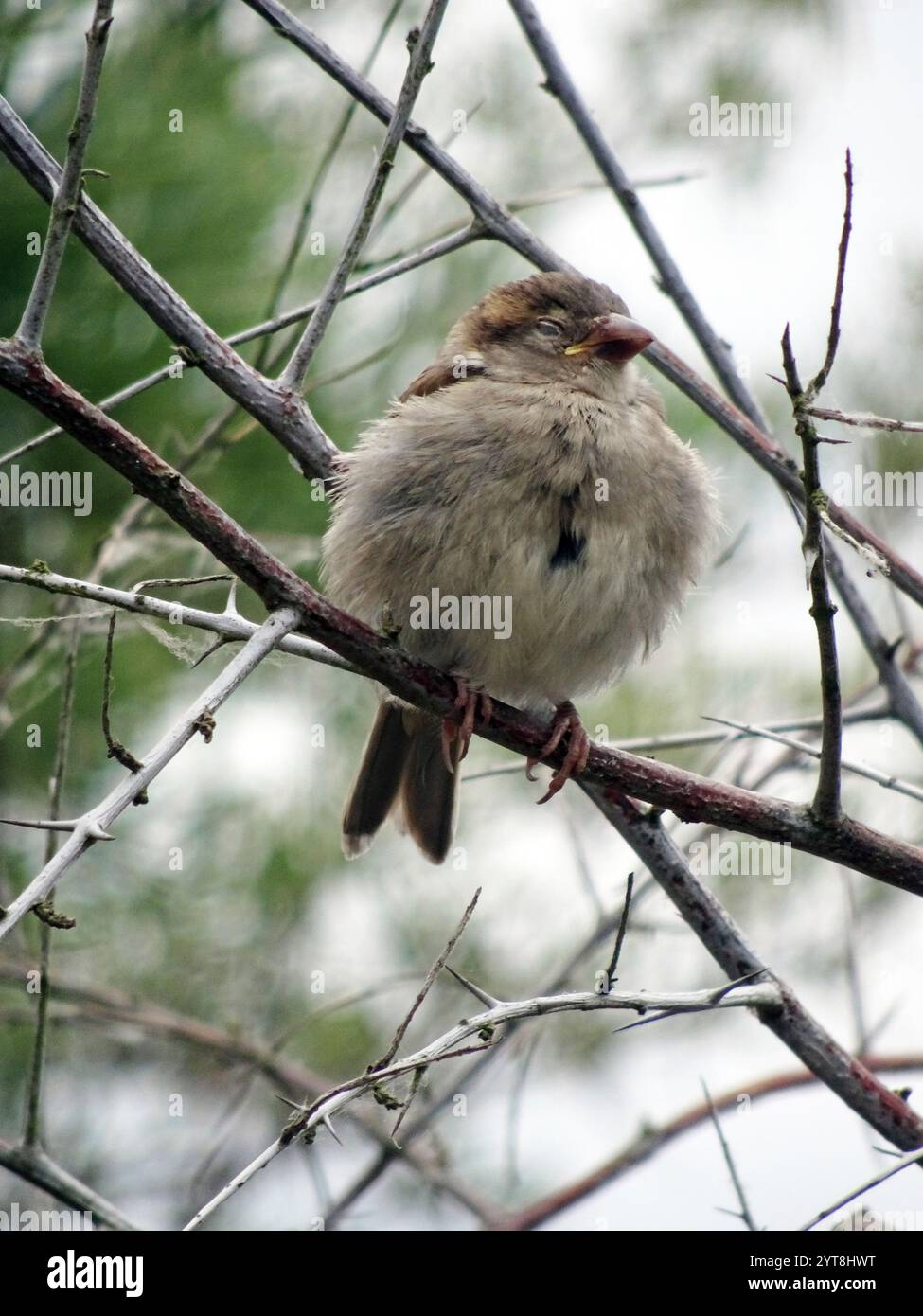 Junge Spatzen in einem Baum Stockfoto