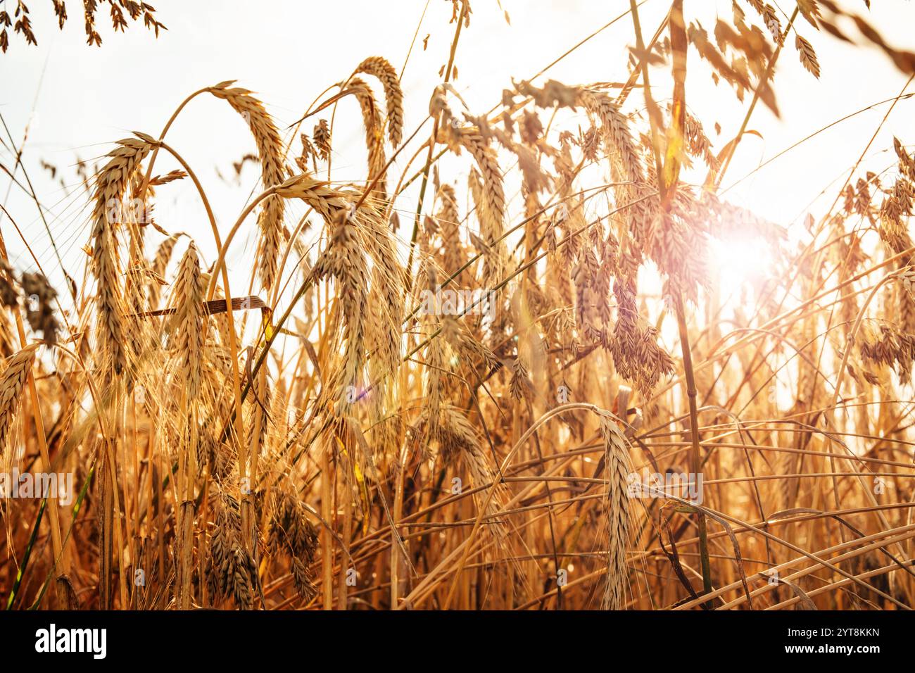 Erntezeit in der Landwirtschaft. Weizenfeld beleuchtet von der untergehenden Sonne Stockfoto