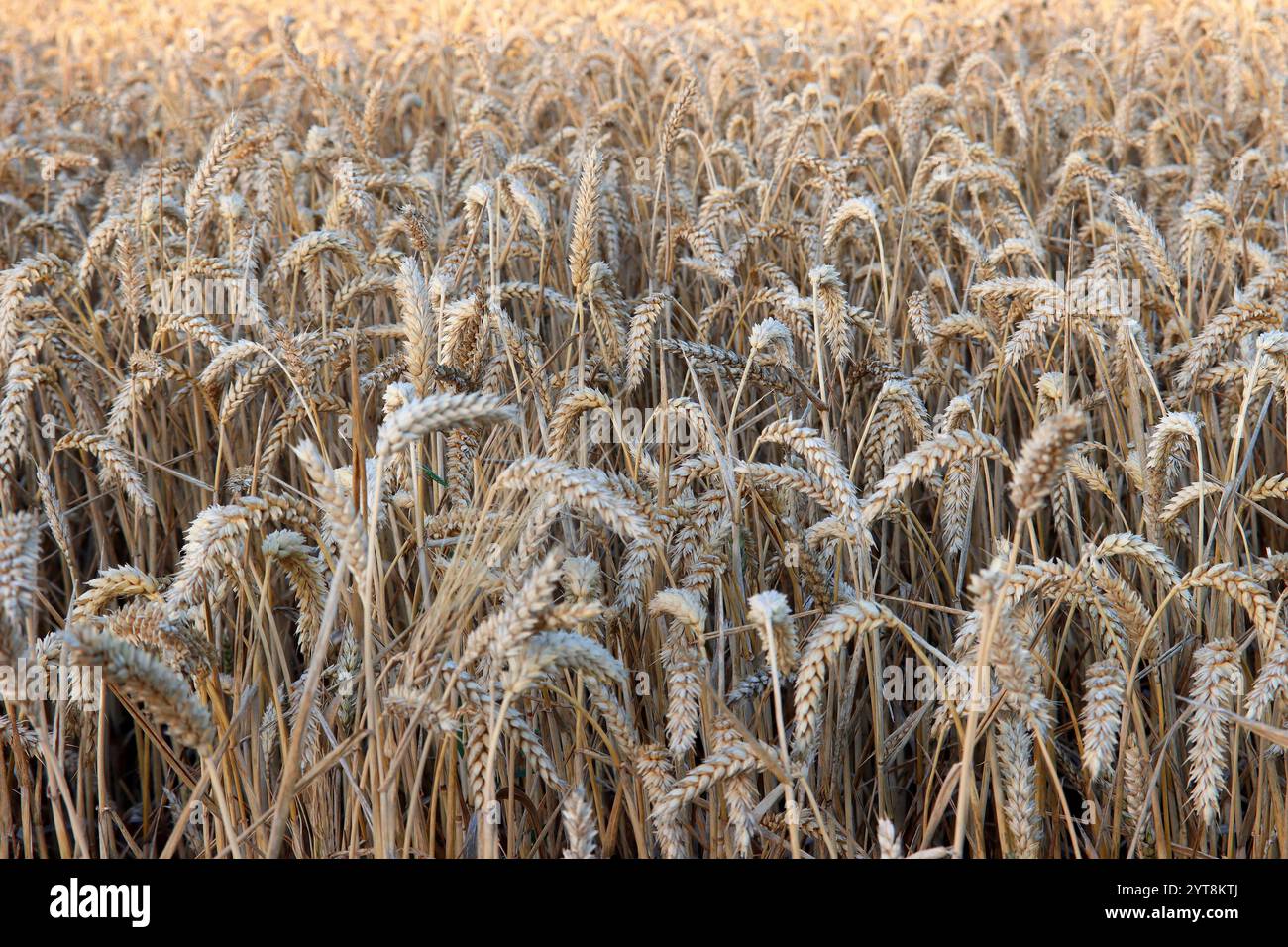 Das Getreide ist reif für die Ernte Stockfoto