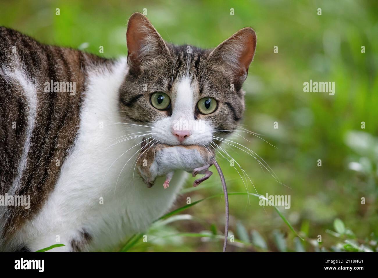 Katze mit einer eingeschlossenen Maus im Mund. Stockfoto