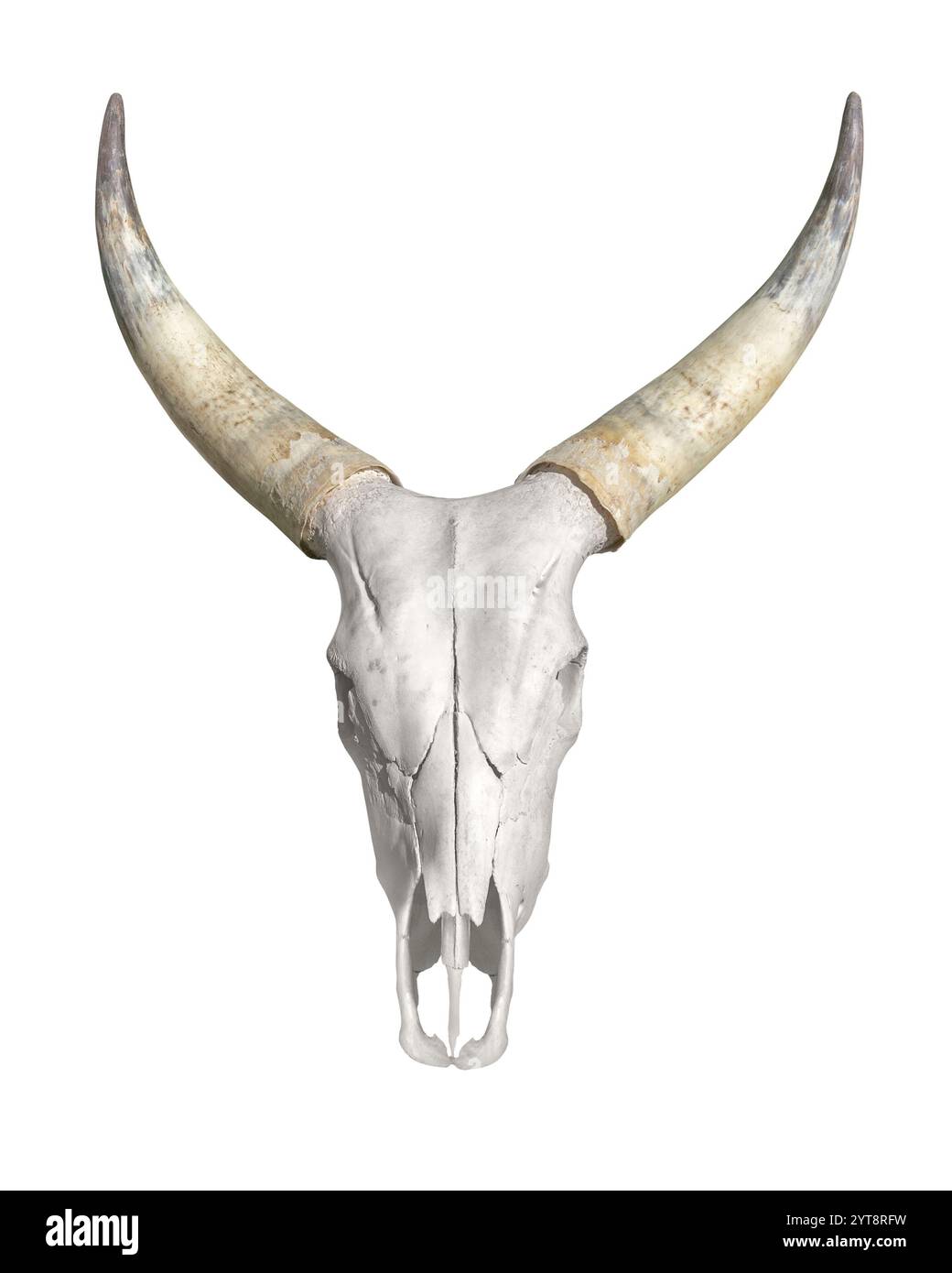 Gehörnter Tierschädel auf weißem Rücken Stockfoto