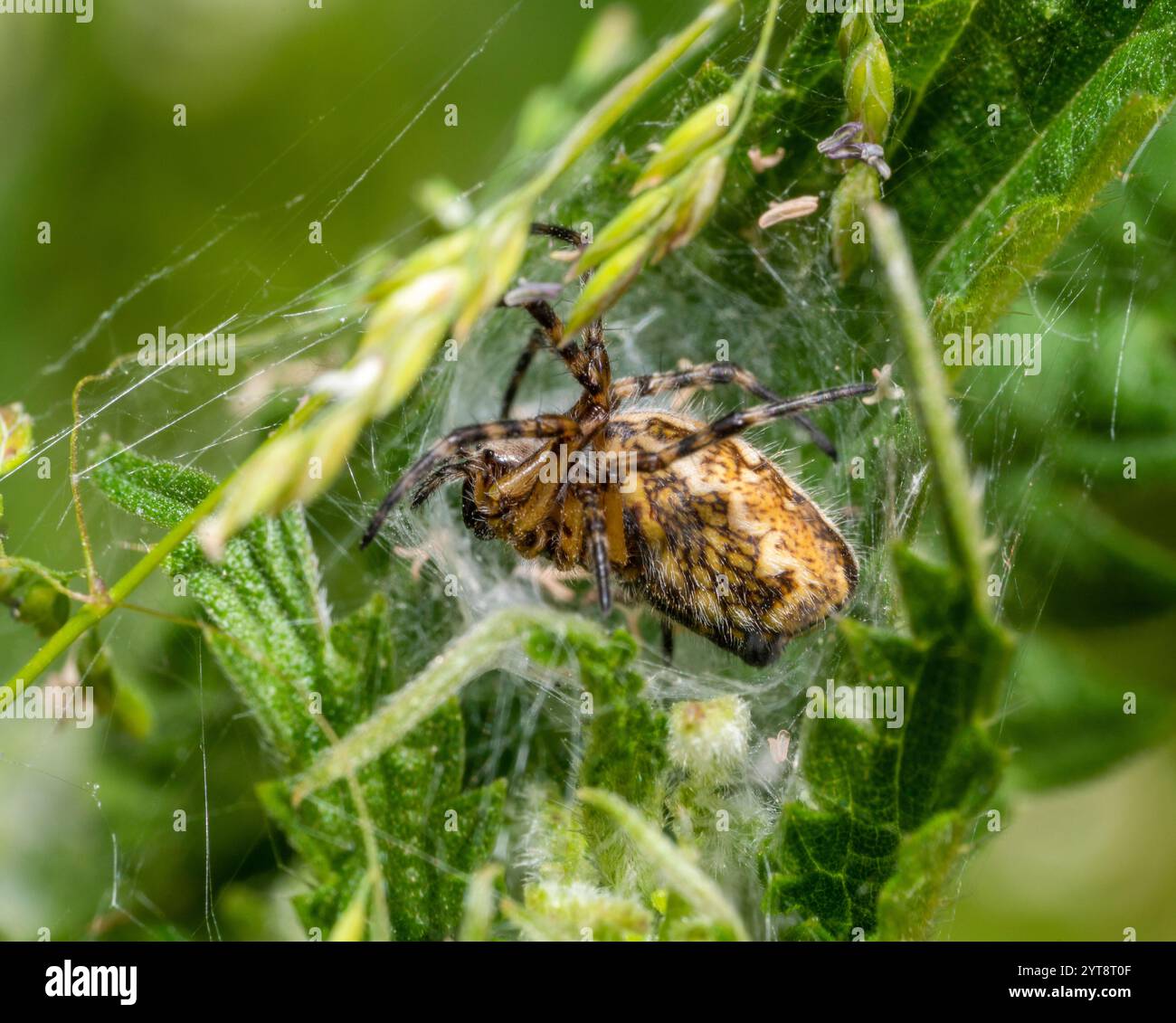 Seitlicher Schuss einer Spinne mit braunem Muster in grünen Blättern mit Gewebe Stockfoto