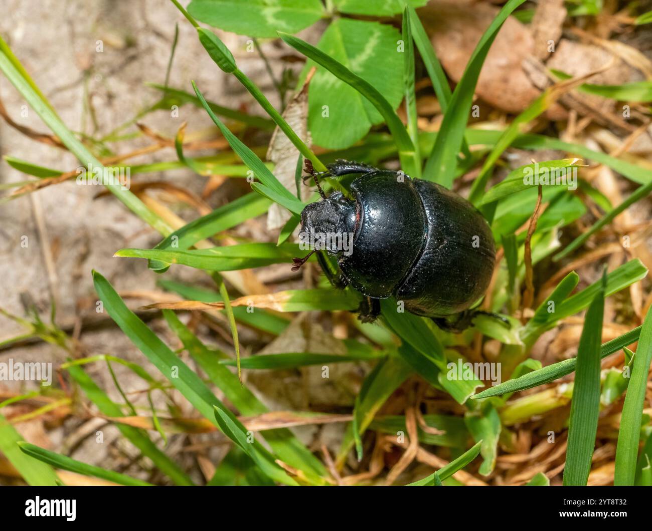Aufnahme aus einem hohen Winkel, wie ein Korriduskäfer über einige Grasblätter auf dem Boden klettert Stockfoto