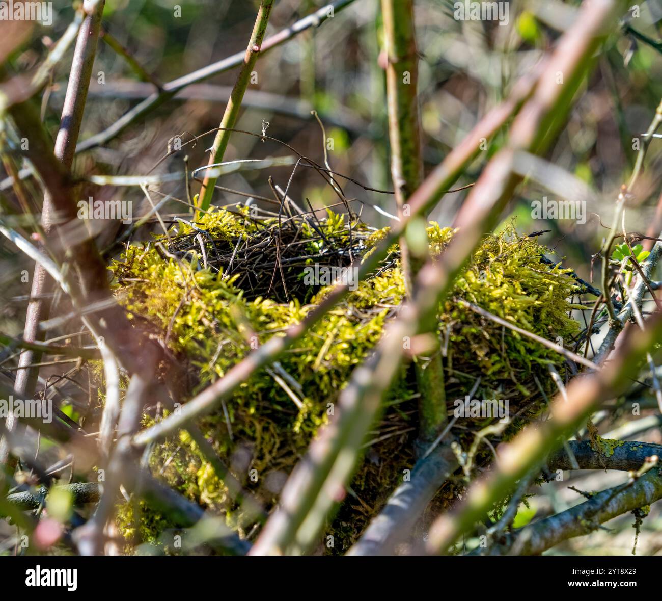 Vogelnest umgeben von Zweigen im frühen Frühling in sonniger Atmosphäre Stockfoto