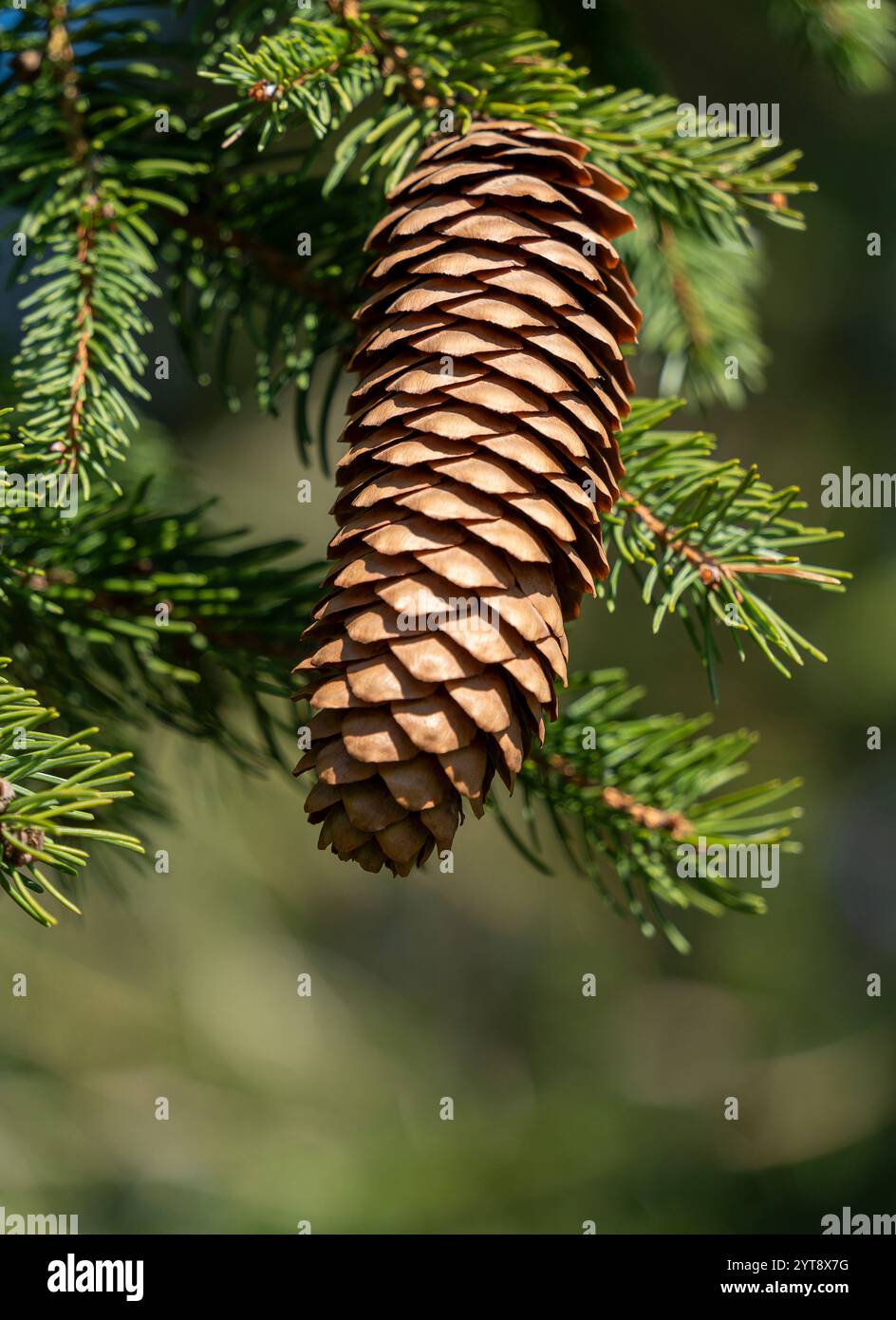 Niedrige Aufnahme mit einem Fichtenkegel auf einem Zweig in sonniger Atmosphäre Stockfoto