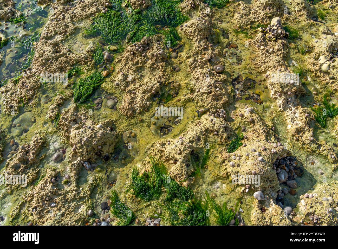 Felsiger Strand mit Algen und Meeresschnecken in der Normandie in Frankreich Stockfoto