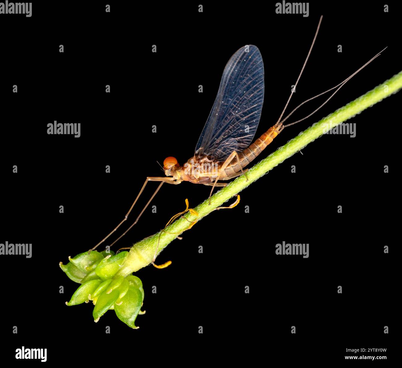 Nahaufnahme einer Eintagsfliege auf einem Pflanzenstiel in schwarzem Rücken Stockfoto