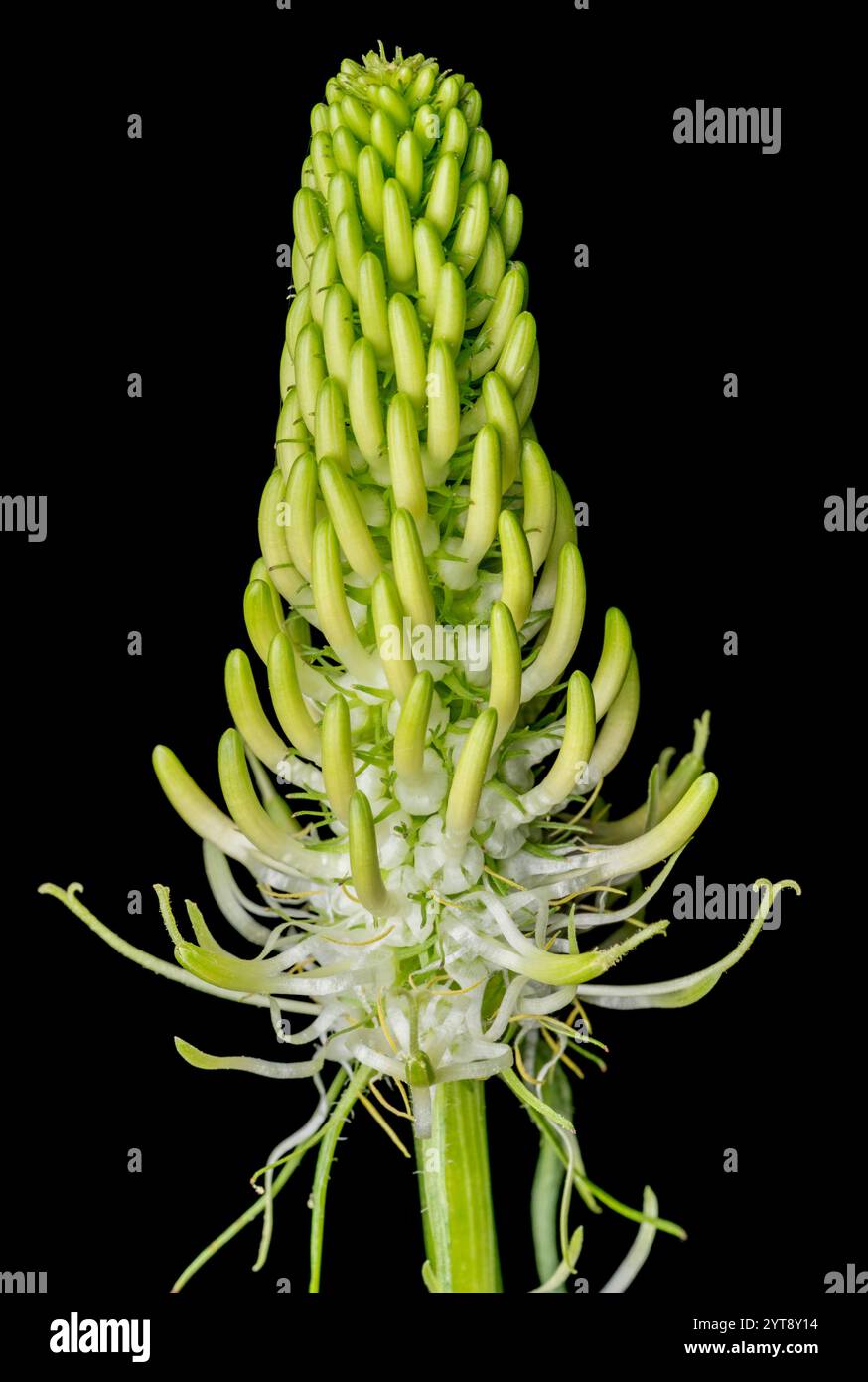 Nahaufnahme einer rampion-Pflanze in schwarzem Rücken Stockfoto