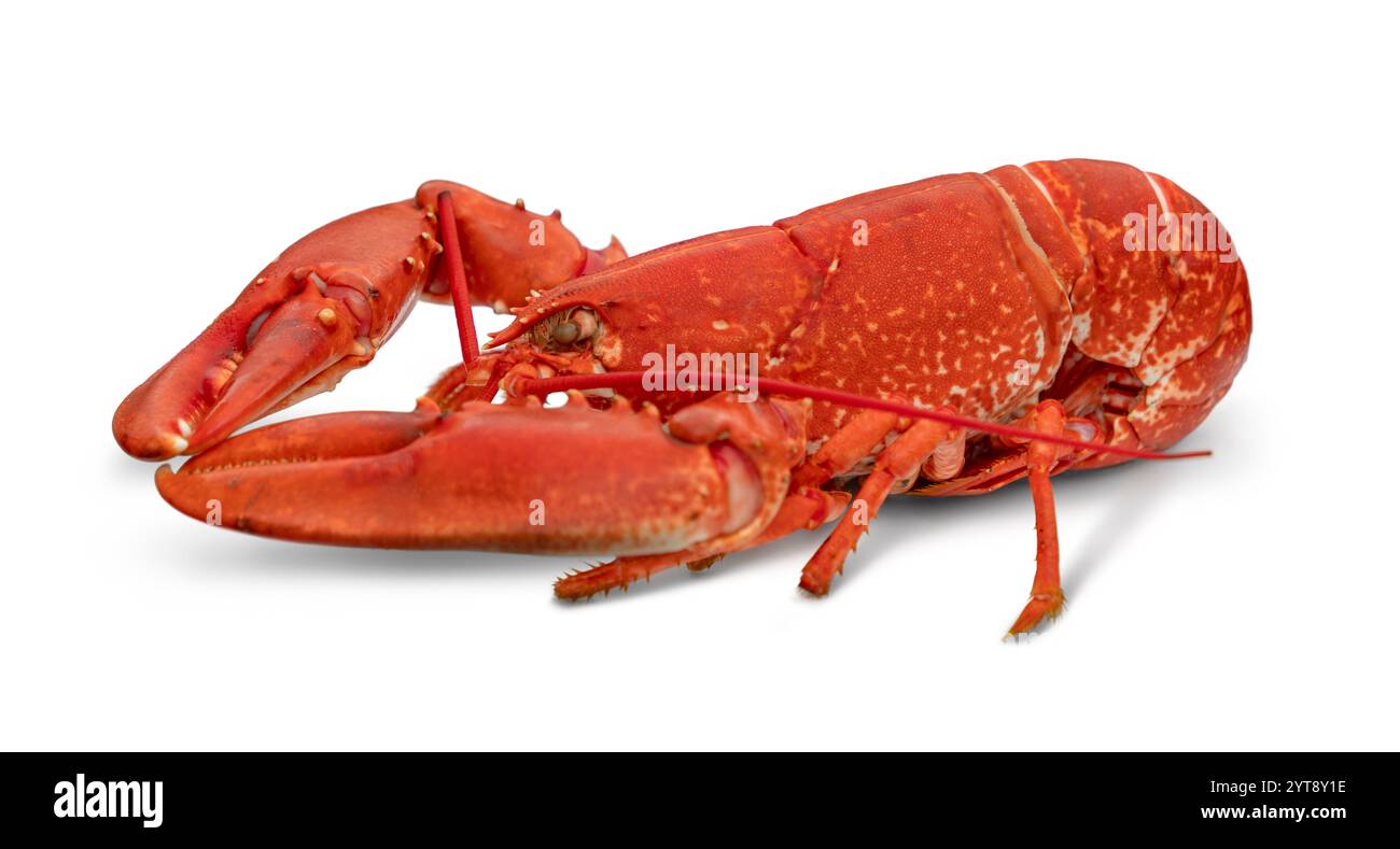 Seitliche Nahaufnahme eines rot gekochten Hummer auf weißem Rücken Stockfoto