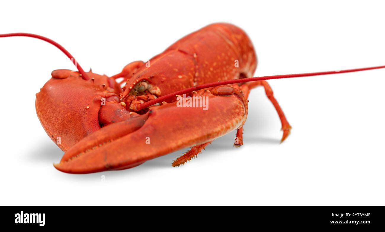 Nahaufnahme eines rot gekochten Hummer auf weißem Rücken Stockfoto
