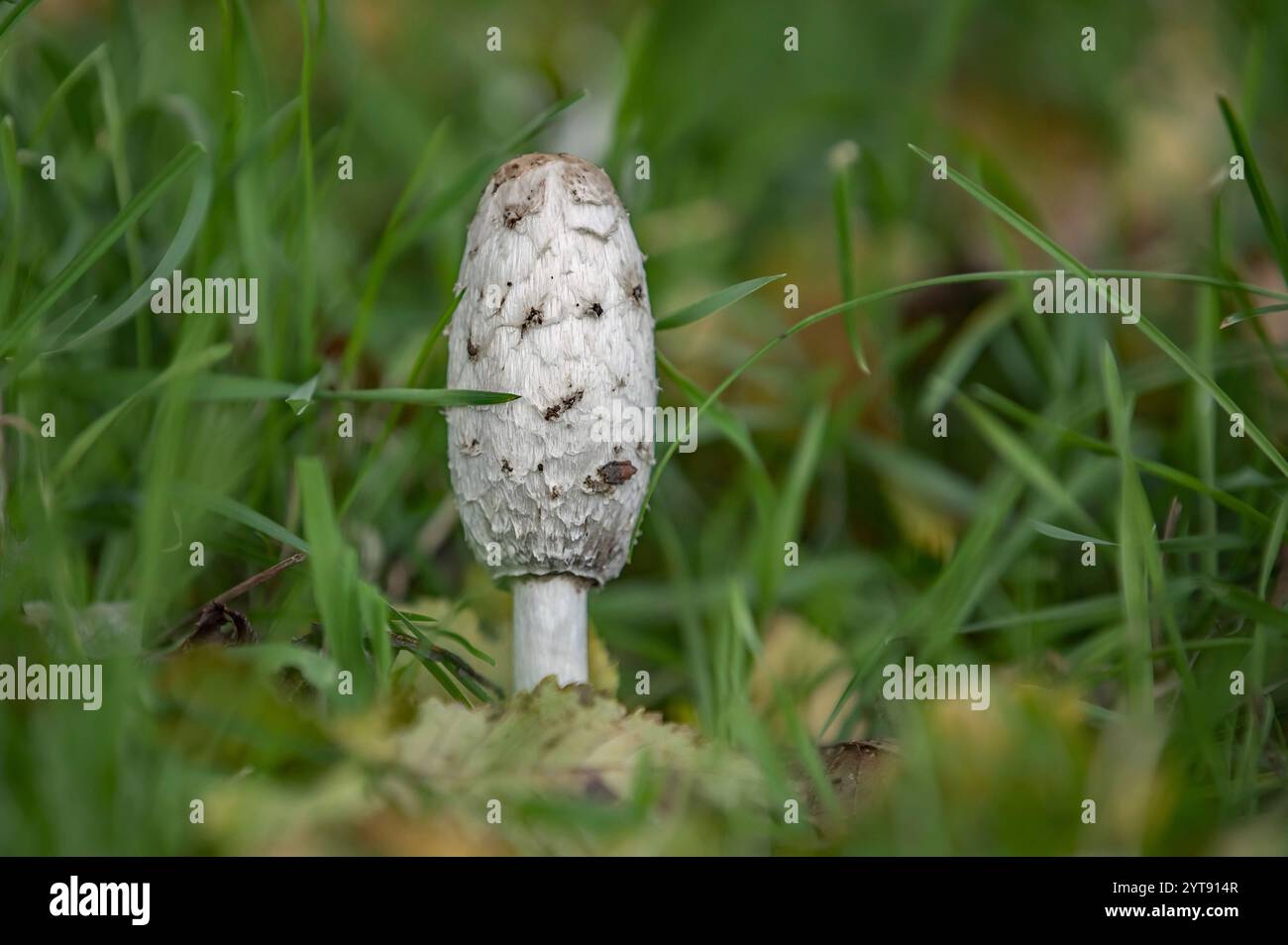 Kammschlag in den Wiesen Stockfoto