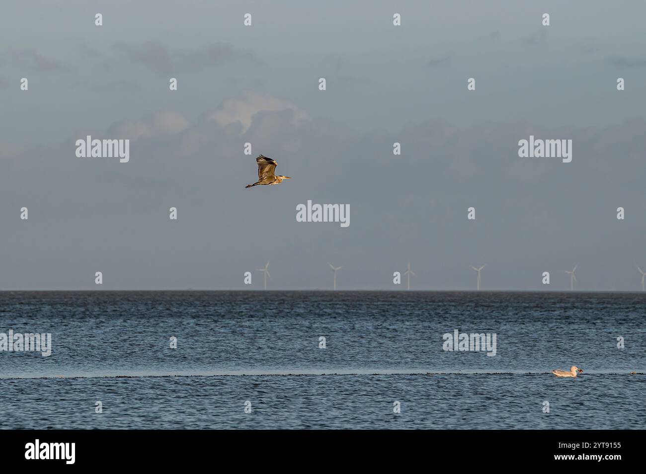 Graureiher im Flug Stockfoto