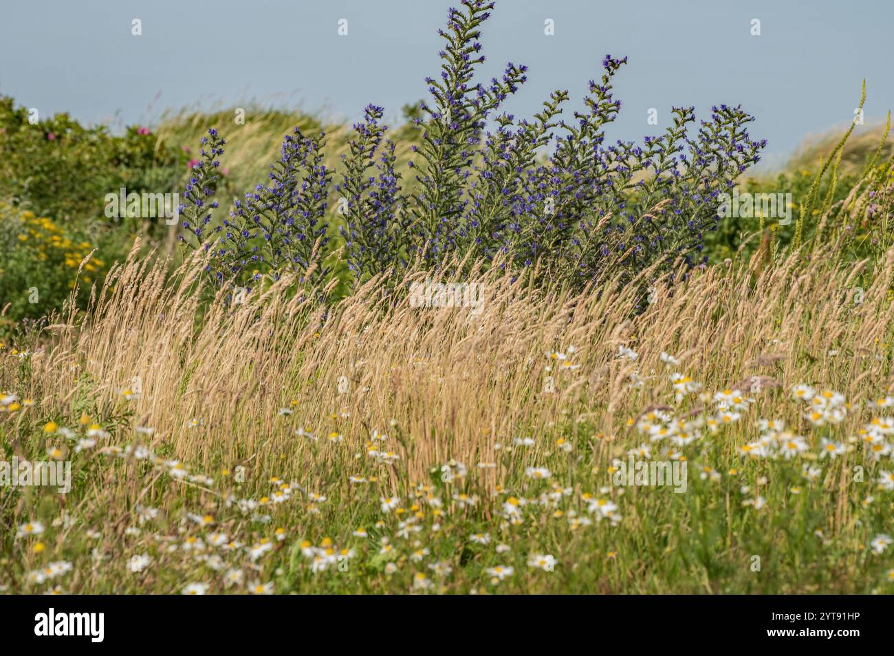 Die gewöhnliche Viper Stockfoto