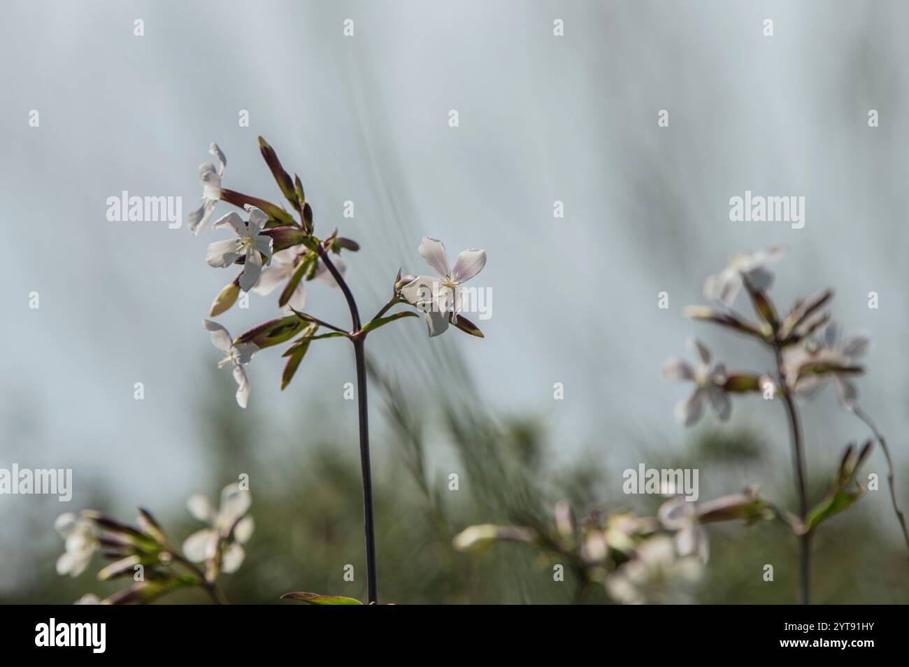 soapwort Stockfoto