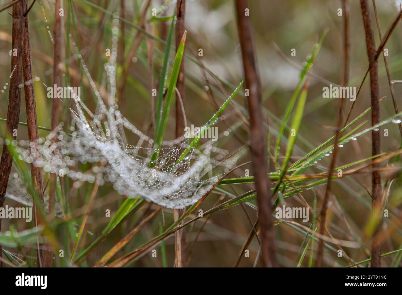 Spinnennetz mit Tautropfen Stockfoto