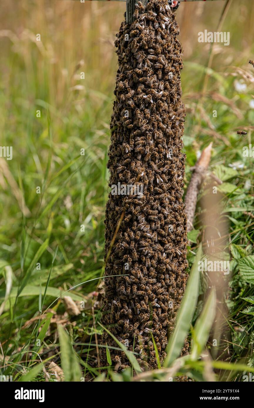 Schwarm Bienen auf dem Holzpfosten Stockfoto