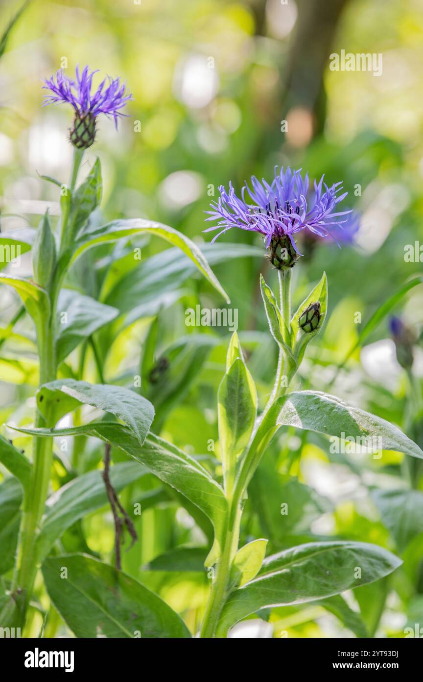 Bergknapweed eine ausdauernde krautige Pflanze Stockfoto