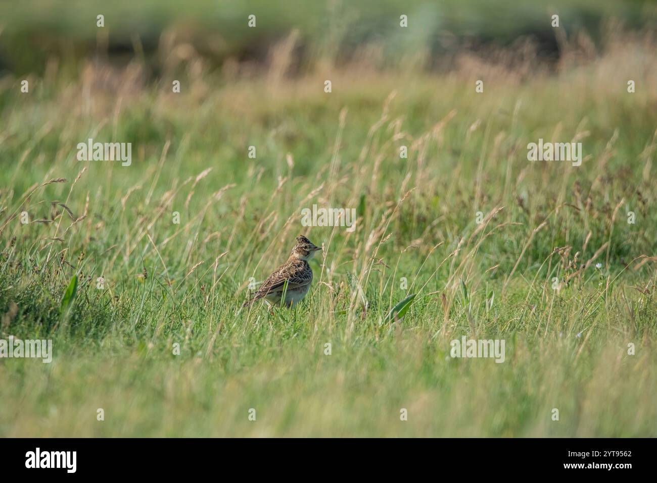 Skylark auf einer Weide Stockfoto