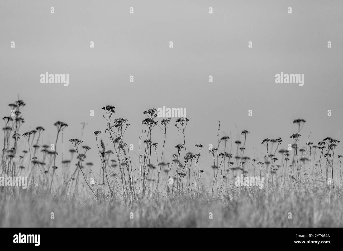 Tansy im Winter Stockfoto