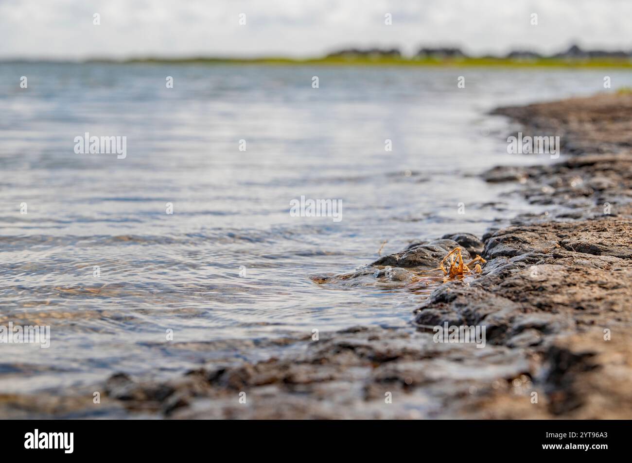 Naturfotografie am Wattenmeer Stockfoto