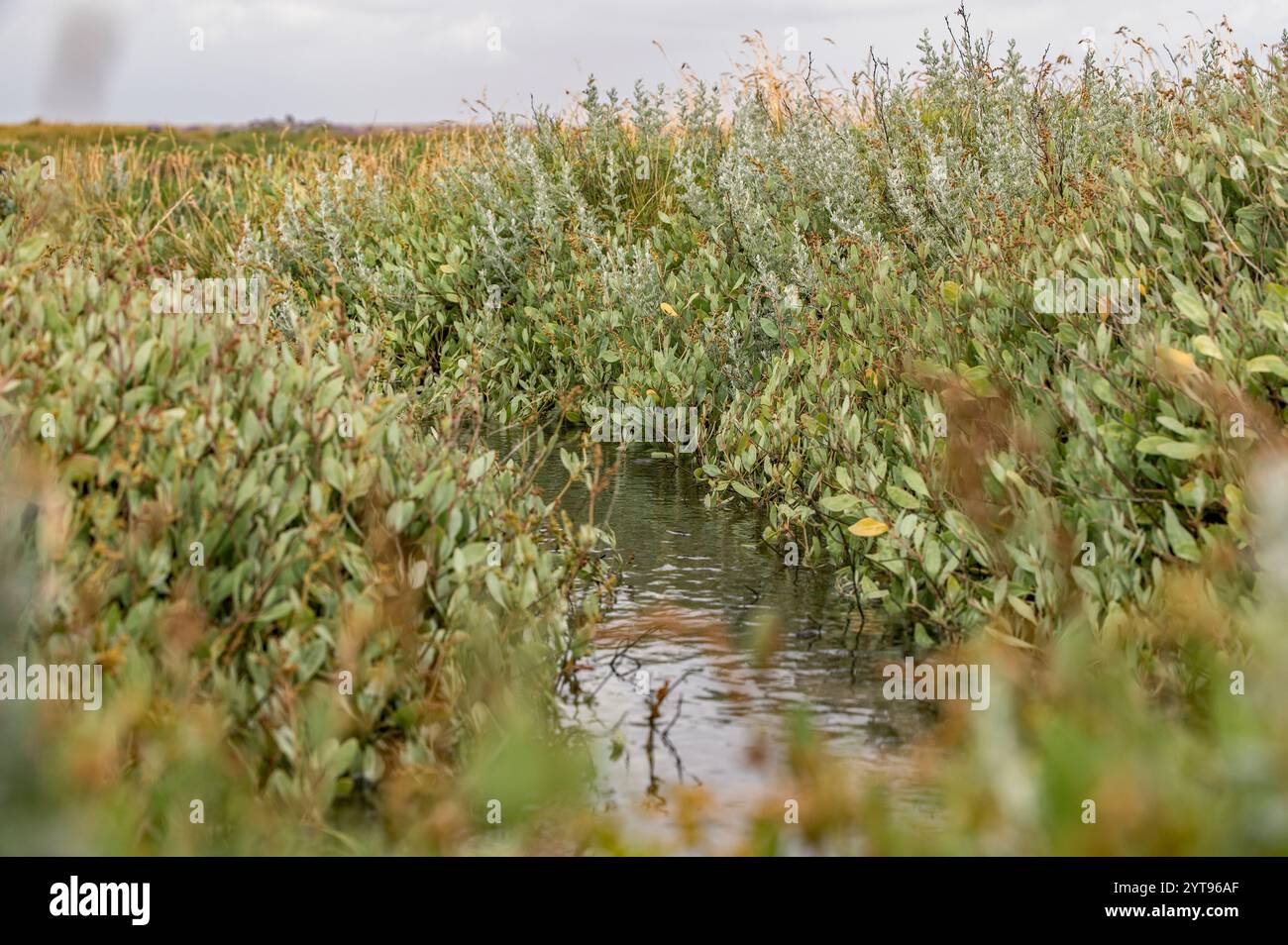 Sylt, Natur, Polder Stockfoto