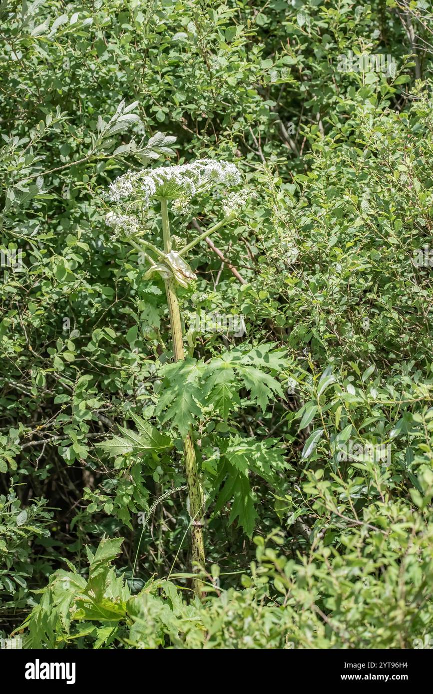 Hogweed am Rande des Waldes Stockfoto