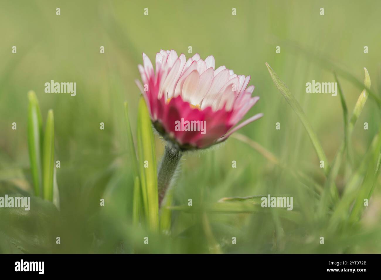 Mehrjährige Gänseblümchen Stockfoto