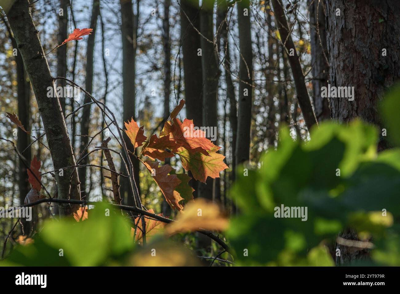 Blattfärbung im Herbst Stockfoto