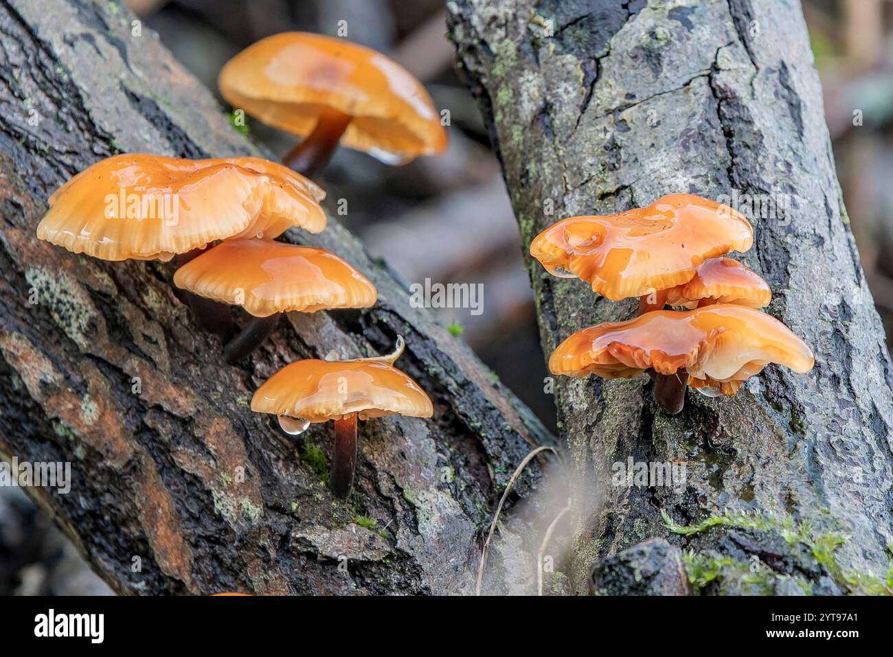 Der gemeinsame Samtfuß Stockfoto