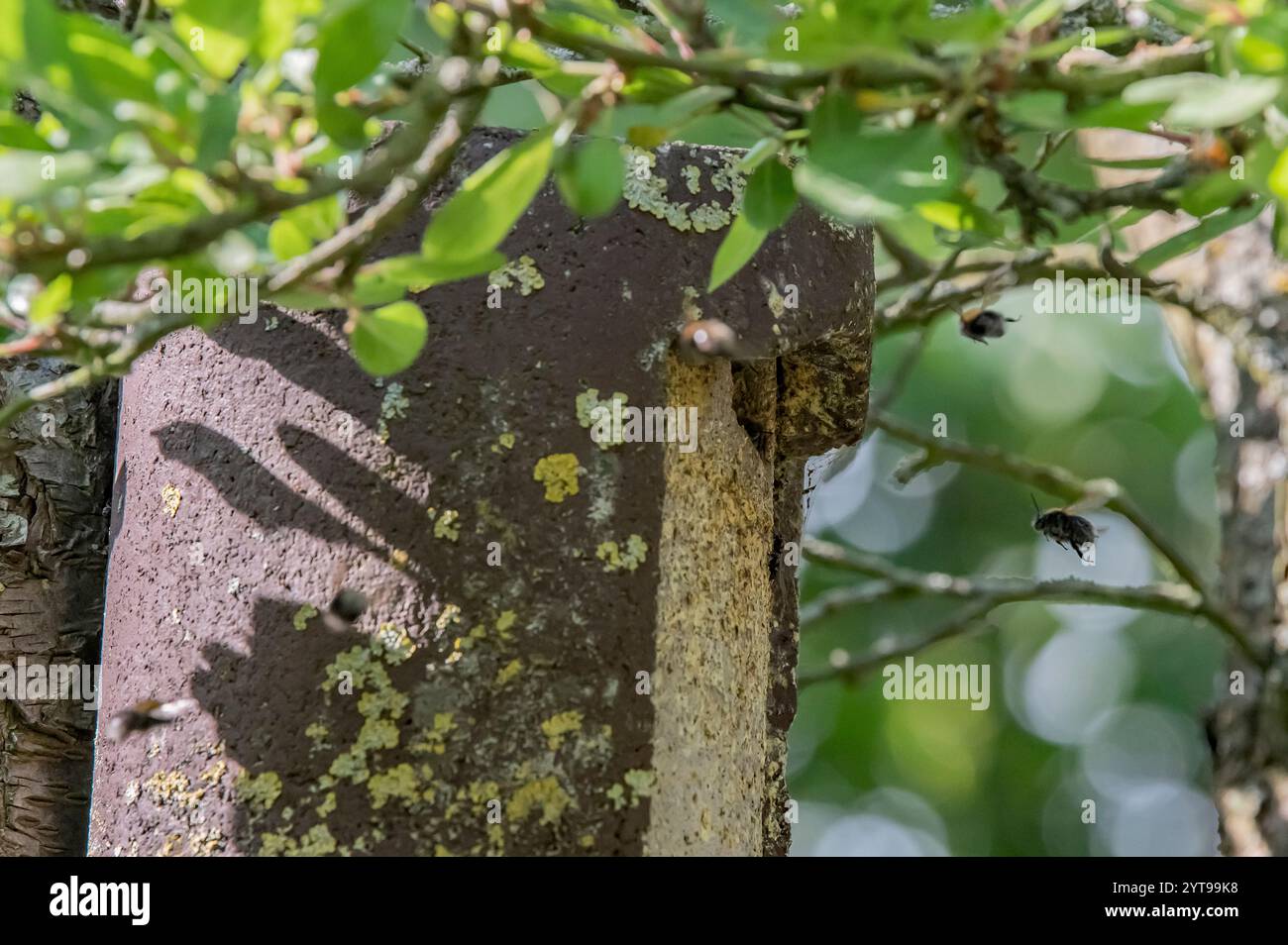 Bienenschwarm im Garten des Vogelhauses Stockfoto