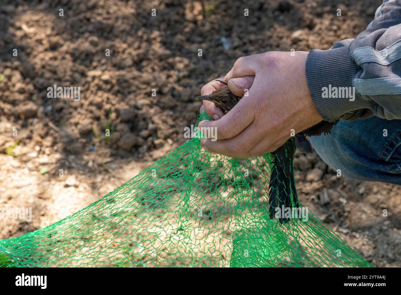 Junge Amsel, gefangen in einem grünen Netz auf einem Erdbeerfeld und in den Händen gehalten Stockfoto