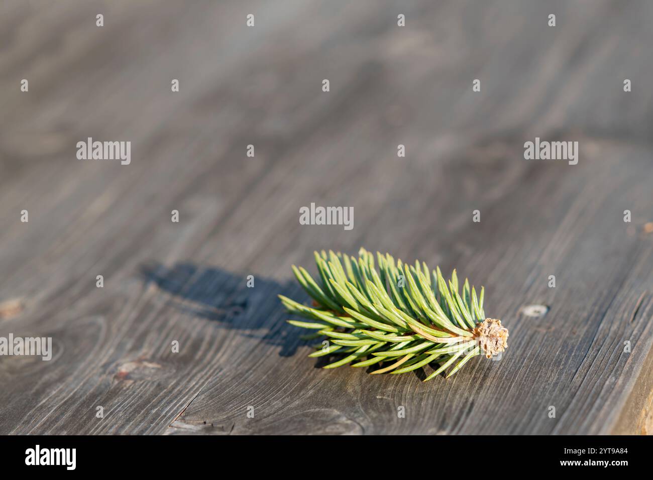 Tannenzweig auf hölzernem Hintergrund. Weihnachten und Neujahr Hintergrund. Stockfoto