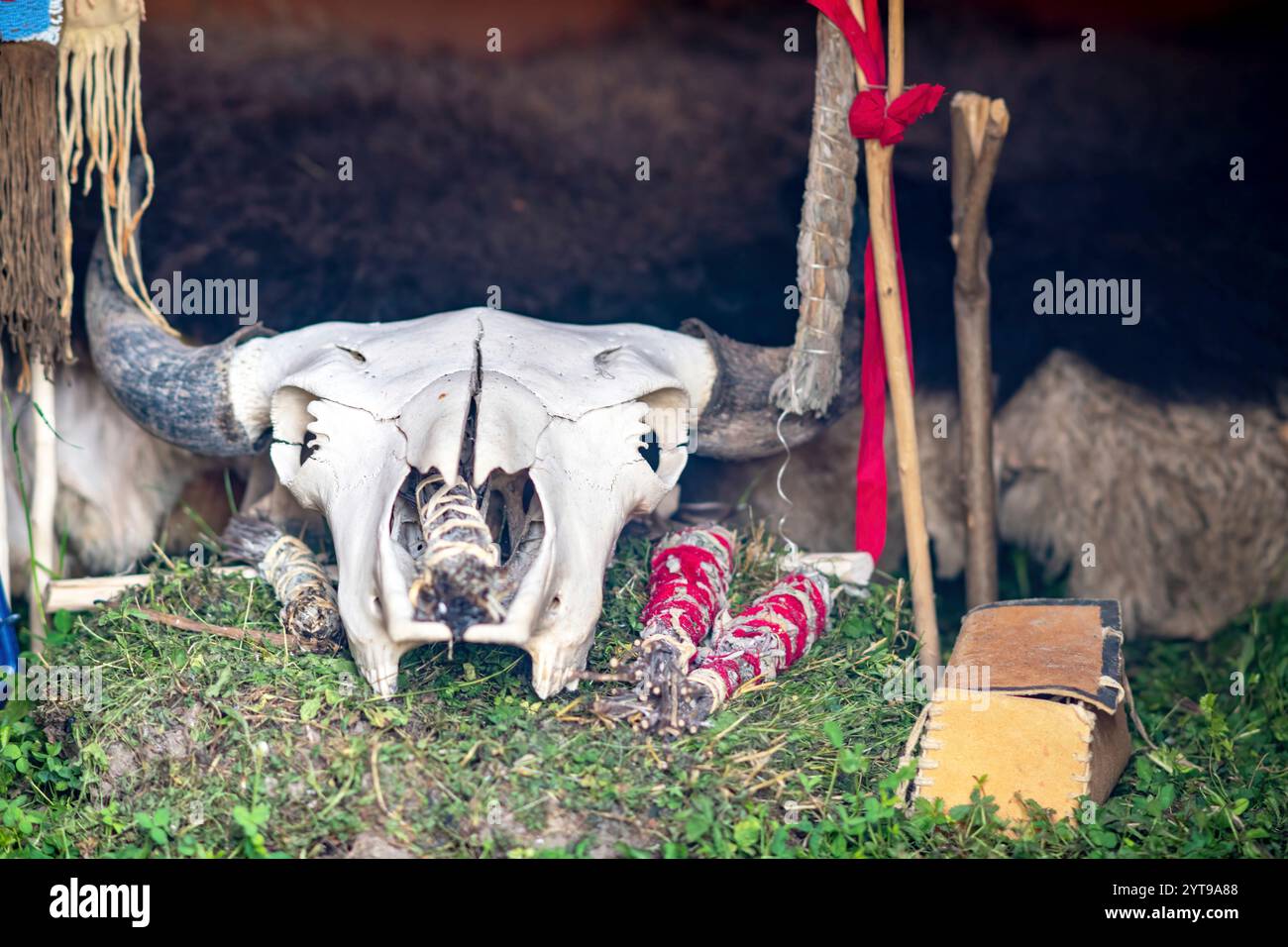 Bisonschädel vor einem Weidenbett mit Salbei in einem Tipi Stockfoto