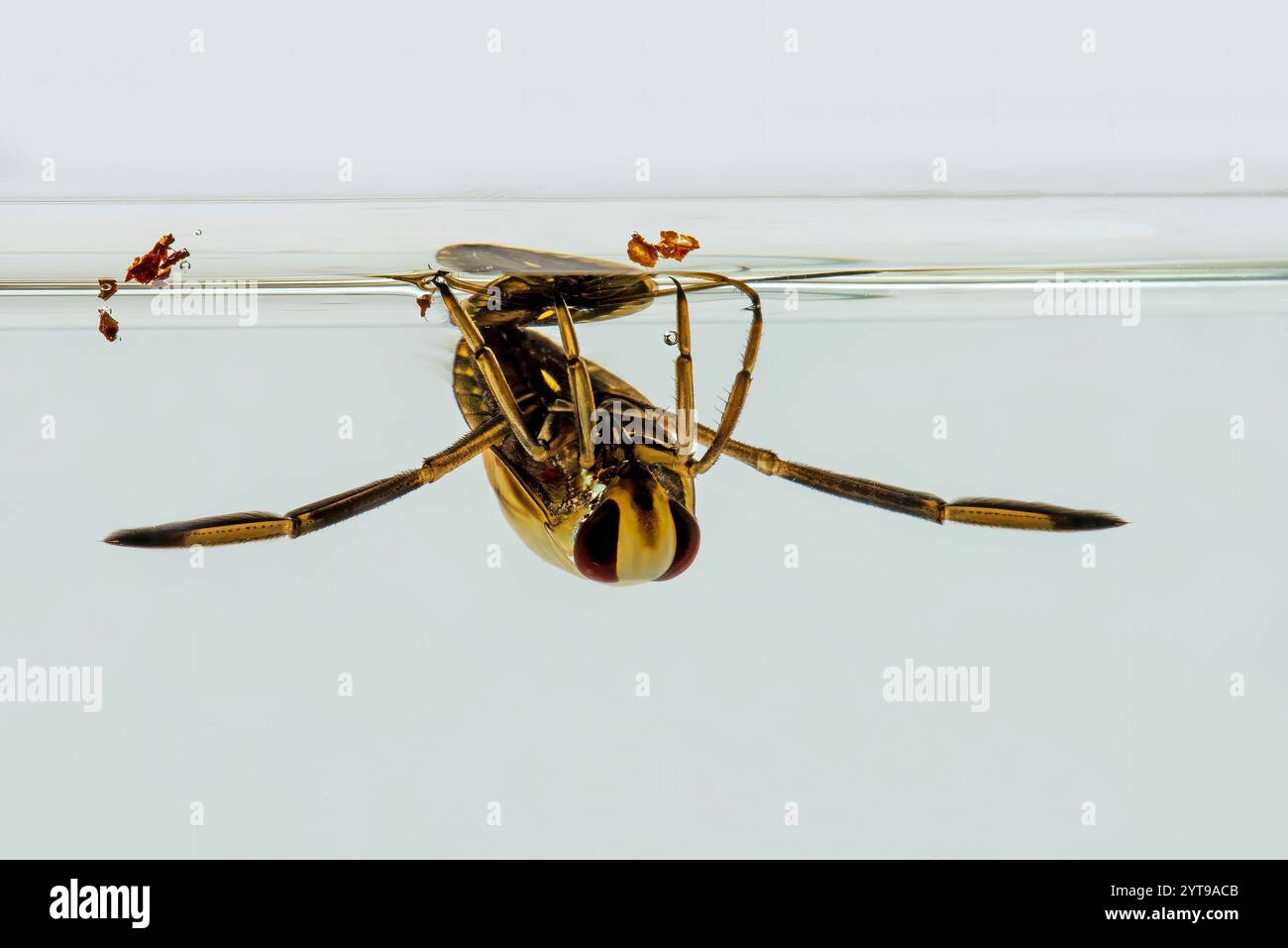 Frotalbild einer dorsalen Schwimmerin Notonecta glauca an der Wasseroberfläche Stockfoto