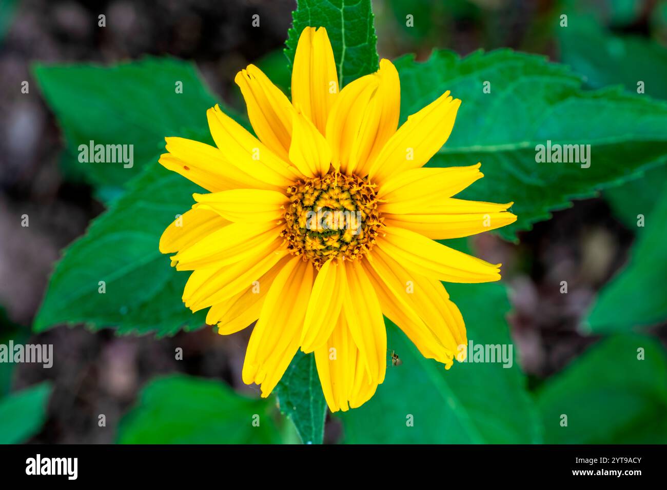 Gelbe Blume von Rudbeckia hirta im Garten vor grünem Hintergrund Stockfoto