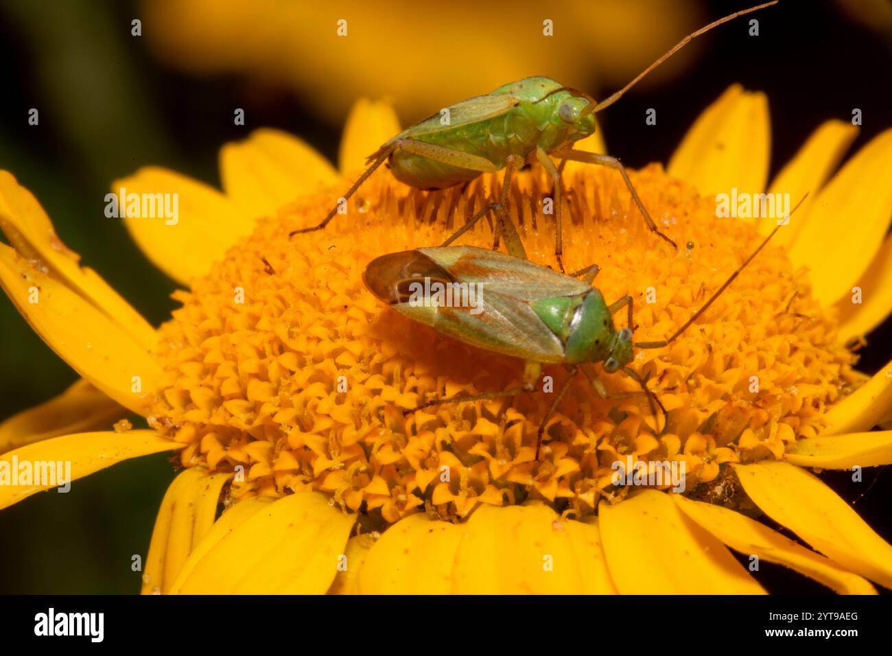 Zwei gepunktete Käfer sitzen auf einer gelben Blume vor einem verschwommenen Hintergrund Stockfoto