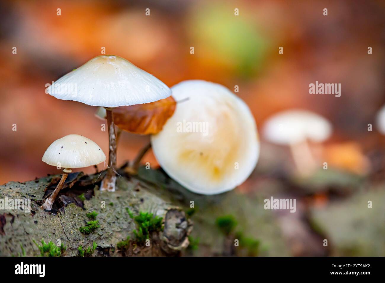 Buchenschleimkäfer (Oudemansiella mucida) auf einem toten Baum im Fall des Naturschutzgebiets Mönchbruch Stockfoto