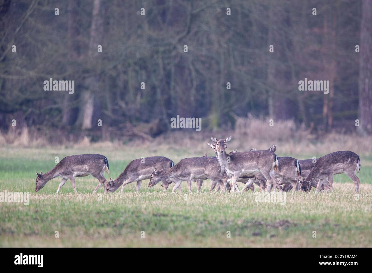 Damhirsch (Dama dama) auf einer Wiese im Naturschutzgebiet Mönchbruch Stockfoto